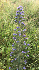 Echium vulgare