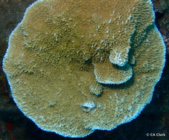 Montipora capitata