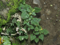 Urtica sykesii