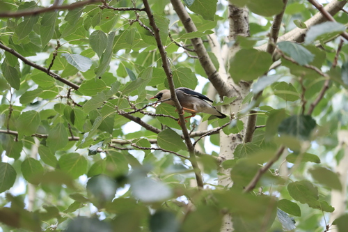 Red-billed Starling (Spodiopsar sericeus), photo 7