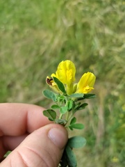 Chamaecytisus supinus
