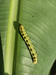 Phoebis philea