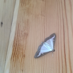 Cydalima perspectalis