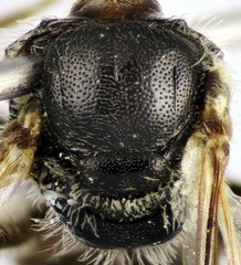 Lasioglossum pseudoplanulum