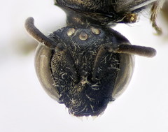Lasioglossum pseudoplanulum