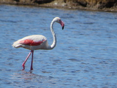 Phoenicopterus roseus