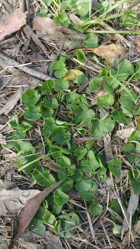Image of Dichondra donelliana by (c) Peter Brastow, some rights reserved (CC BY)