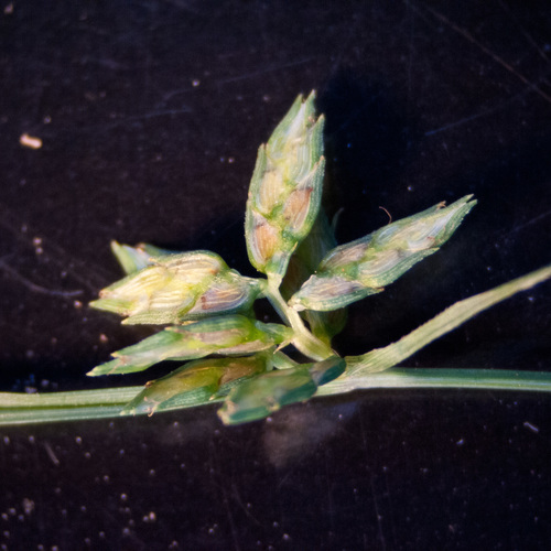 Cyperus hyalinus image