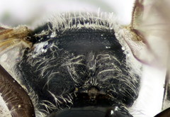 Lasioglossum pseudoplanulum