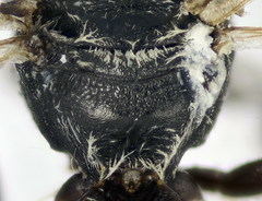 Lasioglossum pseudoplanulum
