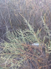 Artemisia herba-alba