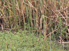 Rallus semiplumbeus