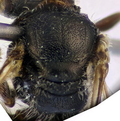 Lasioglossum pseudoplanulum