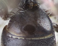 Lasioglossum pseudoplanulum