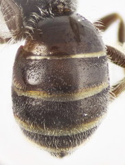 Lasioglossum pseudoplanulum