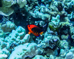 Centropyge loriculus