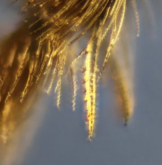 Lasioglossum pseudoplanulum