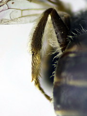 Lasioglossum pseudoplanulum