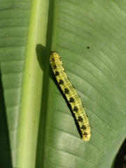 Phoebis philea