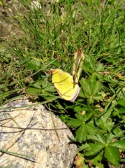 Colias phicomone