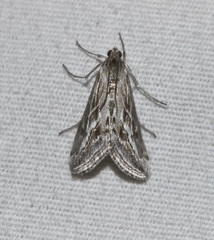 Evergestis vinctalis