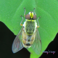 Dissoptera heterothrix