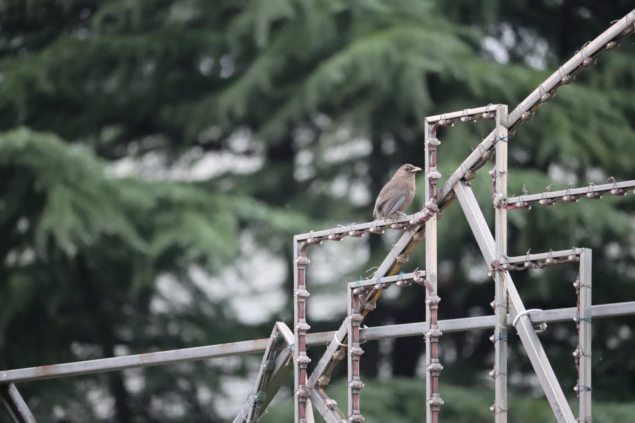 Plain Laughingthrush
