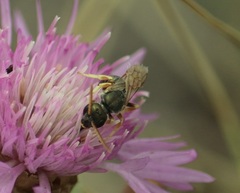 Halictus gavarnicus