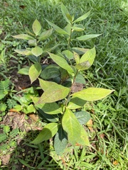 Asclepias perennis