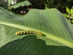 Phoebis philea