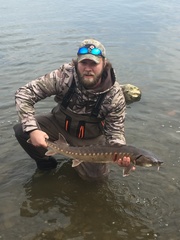 Acipenser brevirostrum