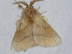 Malacosoma neustria