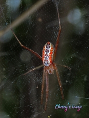 Cyrtophora guangxiensis