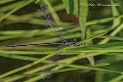 Lestes vigilax
