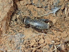 Modicogryllini