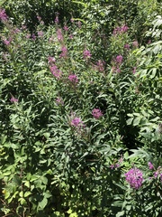 Chamaenerion angustifolium