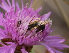 Halictus gavarnicus
