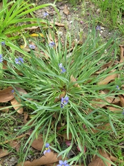 Sisyrinchium pruinosum