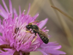 Halictus gavarnicus
