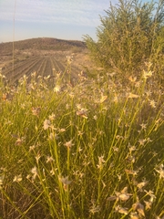 Genista umbellata