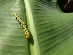Phoebis philea