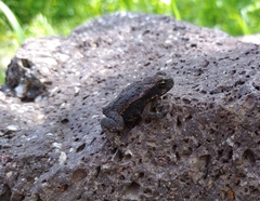 Rhinella horribilis