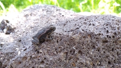 Rhinella horribilis