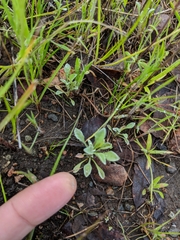 Hesperevax sparsiflora