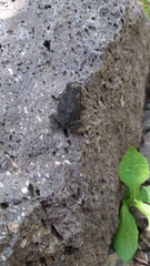 Rhinella horribilis
