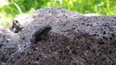 Rhinella horribilis