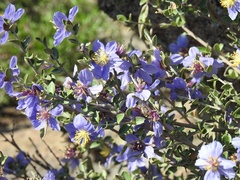 Setchellanthus caeruleus