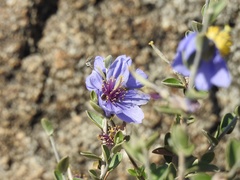 Setchellanthus caeruleus