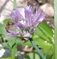 Anthophila