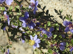 Setchellanthus caeruleus
